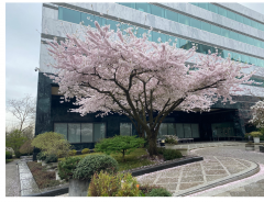 Image of blossom outside the PLA exhibition center