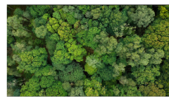 canopy in woodland canopy in woodland